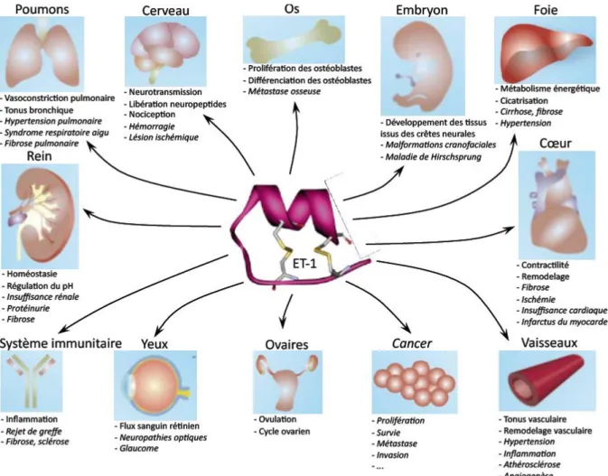 Figure  12.  Principaux  rôles  physiologiques  et  pathologiques  de  l’ET-1.  L’axe  endothéline  remplit  des  rôles  physiologiques  variés