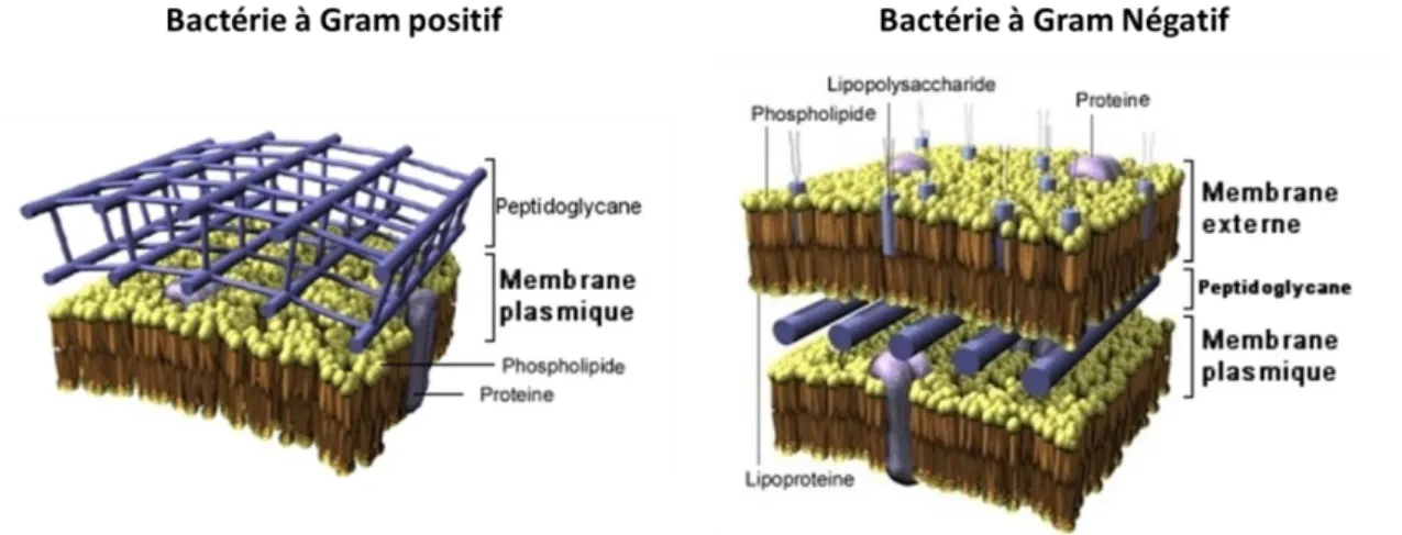 Figure 9 : Schéma de la paroi des bactéries 