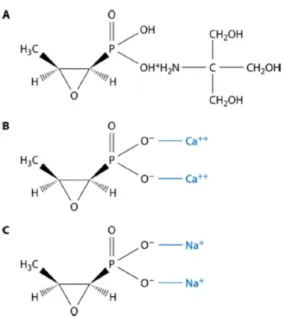 Figure 13 : Structures moléculaires des formulations de la fosfomycine  A : Fosfomycine trométamine, B : fosfomycine calcique, C : fosfomycine sodique