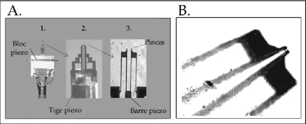 Fig. 1.16 – Microsyst` eme ´ electrom´ ecanique de pinces de silicium pour manipuler des bact´ eries et des petites particules