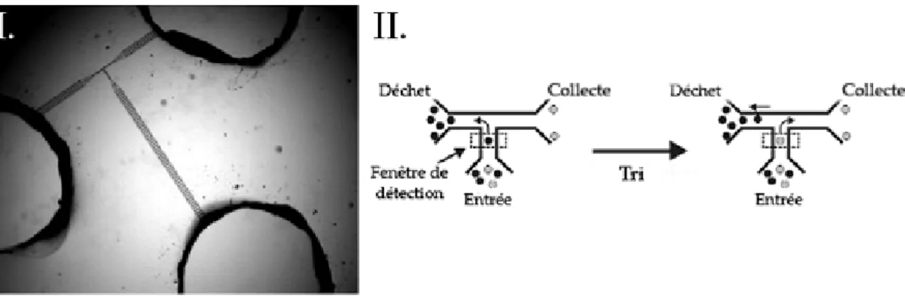 Fig. 1.17 – Microsyst` eme de tri par fluorescence utilisant un flux ´ electro-osmotique.