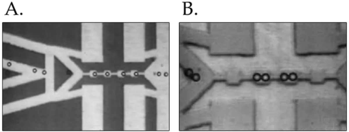 Fig. 1.18 – Microsyst` eme de tri par di´ electrophor` ese. A. Particules de latex, d’un diam` etre de 15µm, pi´ eg´ ees dans des cages de potentiel (partie droite de l’image)