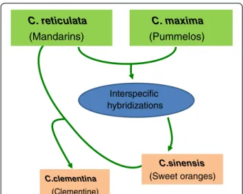 Figure 1 Assumed parentage relationships between C.