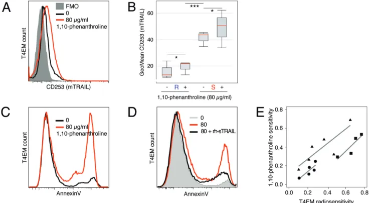 Figure 3: 1,10-Phenanthroline increases mTRAIL expression level and induces T4EM lymphocytes apoptosis
