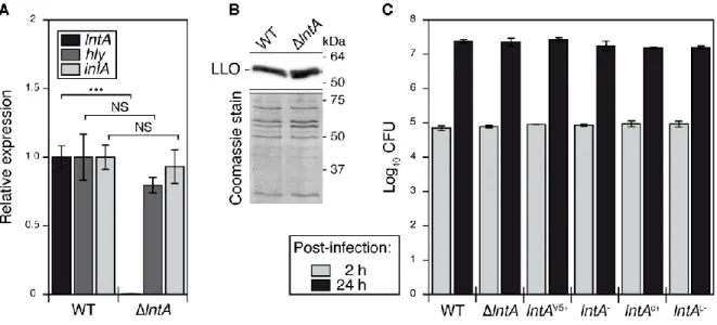 Fig. S3. Deletion or constitutive expression of lntA does not alter bacterial invasion of host  cells