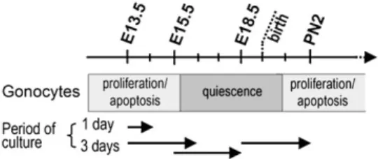 FIG. 1. Schematic representation of the development of gonocytes during mouse fetal and neonatal life in relation to the timing and duration of the organ cultures as described in ‘‘Material and Methods.’’