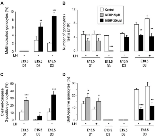 FIG. 7. Effect of MEHP on the development of the gonocytes in fetal testes in organ culture