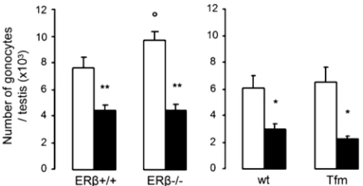 FIG. 8. Involvement of ER and AR in the effects of MEHP on the number of gonocytes in fetal testes