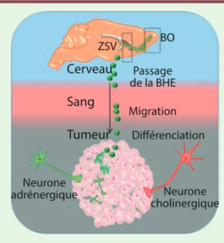 Figure 1.  La neurogenèse du cancer. Grâce à  des modèles murins transgéniques du cancer  de la prostate (Hi-MYC) et du cancer du sein  (PyMT), nous avons pu mettre en évidence la  migration de cellules progénitrices Lin -  DCX +  (cellules vertes) de la z