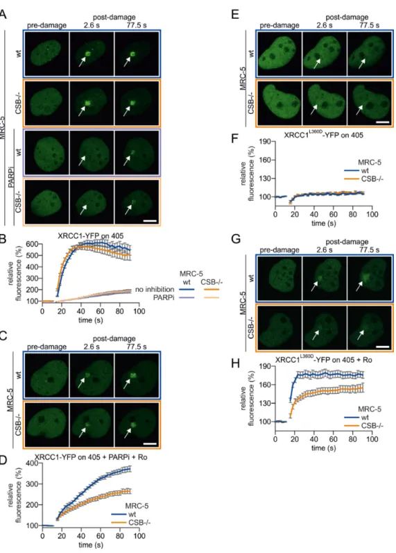 Figure 2. CSB facilitates recruitment of XRCC1 to BER-induced single strand breaks. (A) Representative stills of time-lapse imaging to determine accu- accu-mulation kinetics of XRCC1-YFP in CSB-proficient or CSB-deficient MRC-5 cells on direct SSBs (405 nm