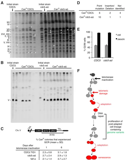 Figure 7. Adaptation drives genome instability in sen- sen-escence. (A) Chromosomes of Can R colonies of the  indi-cated genotypes were separated by PFGE and visualized by ethidium bromide staining