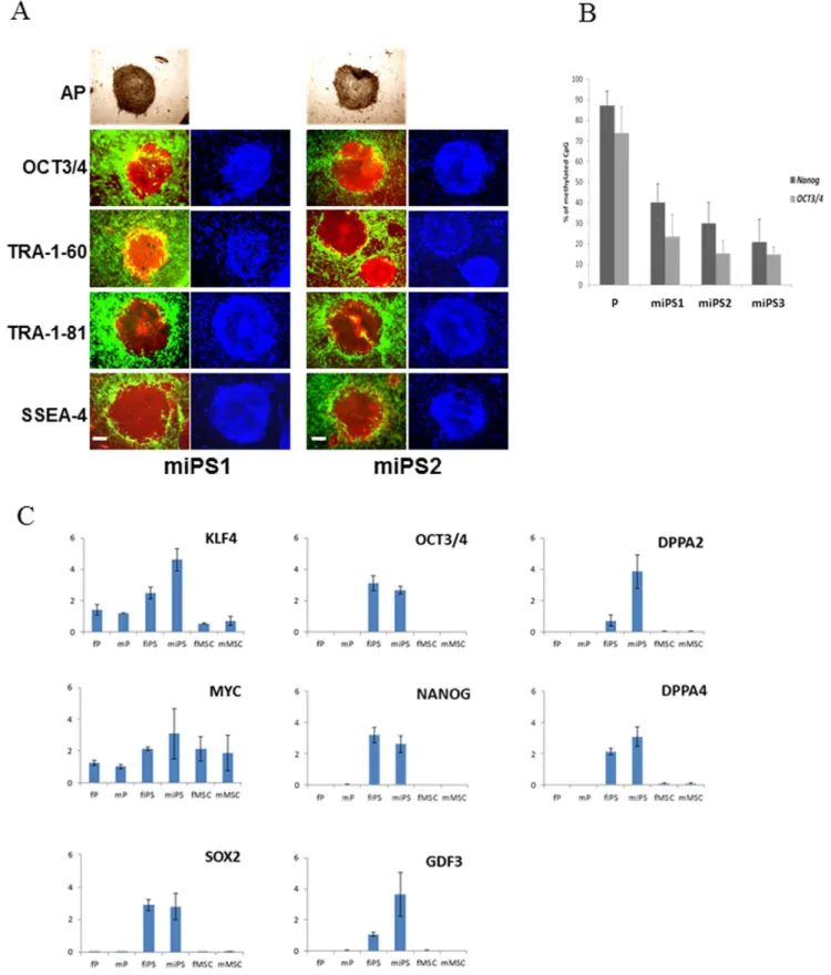 Figure 2. Characterization of human miPS cells. A, Immunostaining of established miPS cell clones for pluripotency markers