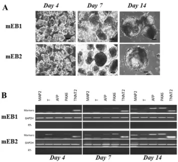 Figure 4. Expression analysis of germ layer-specific markers. Expression patterns of (A) pluripotency, (B) mesoderm, (C) ectoderm and (D) endoderm markers, in parental (P1), myoblast-derived iPS (miPS1), miPS-derived embryonic body (EB1.D4 and EB1.D14) cel