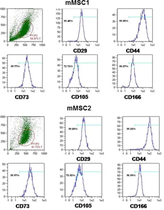 Figure S3B) was apparent in both mMSC1 and mMSC2. At passage 5, the two cell lines analyzed by flow cytometry similarly expressed MSC markers CD29 (integrin b-1), CD44 (chondroitin sulfate proteoglycan 8), CD73 (ecto-59-nucleotidase), CD105 (endoglin) and 
