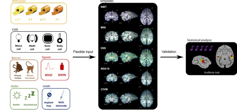 Fig. 6. Functional MRI pipeline Pypreclin. The Pypreclin pipeline has been validated with a range of input data (left), a broad set of template brains (middle) and auditory task data