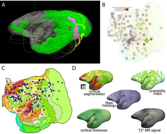 Fig. 3. Marmoset atlases. A-B) Example visualizations available on the website of the Marmoset Brain Mapping Project