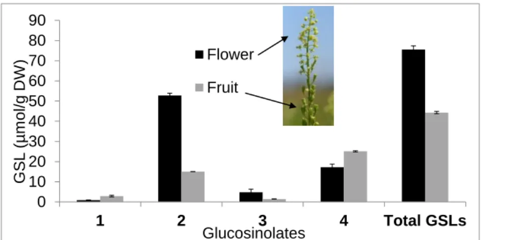 Fig.  2.  Glucosinolate contents  in Reseda  lutea  flower and  fruit. 1: benzyl  GSL; 2:  2-(α- L - -rhamnopyranosyloxy)benzyl  GSL;  3:  indol-3-ylmethyl  GSL;  4:  3-hydroxybenzyl  GSL