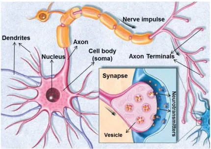 Figure 1.6: Illustration showing the basic structure of a neuron cell. Inset shows a zoom of the biological synapse