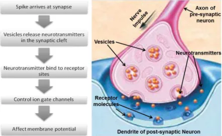 Figure 1.7: Illustration showing the chemical synaptic transmission process. Adapted and modified from [27].