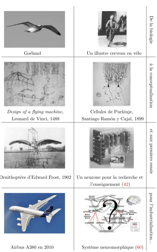 Figure I.14: En s’inspirant de la biologie, l’homme a pu voler. Le modèle le plus ﬁdèle n’est pas toujours le plus eﬃcace pour le but recherché