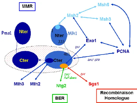 Figure 1 - 11 : Représentation schématique de l 'hétérodimère Mlh1*Pms1 et des interactions de la  protéine Mlh1 de S