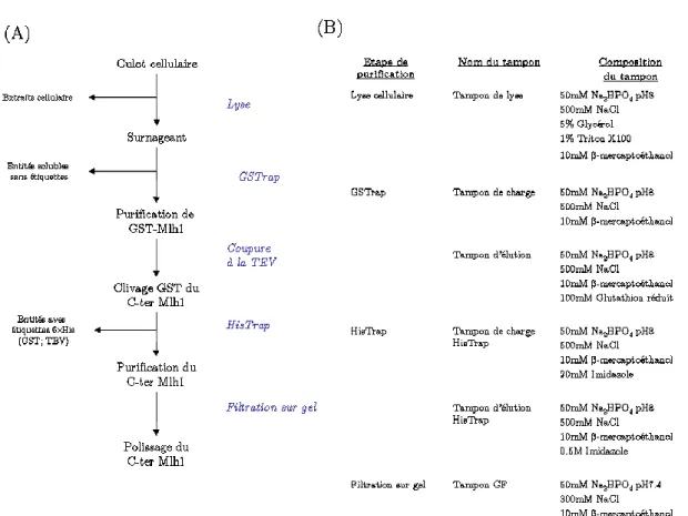 Figure  2  -  2:  Purification  de  la  région  C-terminale  de  scMlh1  et  de  hsMLH1  (A)  Résumé  des  étapes  de  purification (B) Tampons utilisés à chaque étape de purification