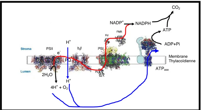 Figure  1:  Organisation  et  structure  des  complexes  intervenant  dans  la  phase  lumineuse  de  la  photosynthèse  au  niveau  de  la  membrane  thylacoïdale