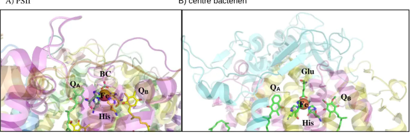 Fig. 5: Structure du côté accepteur d'électrons dans le PSII T. elongatus (PDB:3BZ1) [11] et dans le  centre  réactionnel  bactérien  Blastochloris  viridis  (PDB:1VRN)  [91]