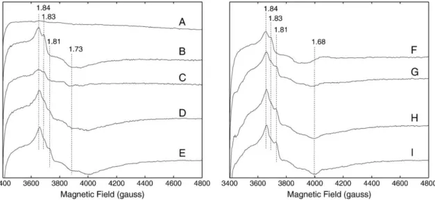 Fig. 1D shows the EPR signal obtained after a single saturating ﬂ ash was given to a long dark-adapted sample (Fig