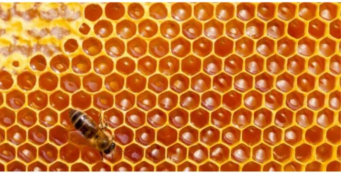 Figure 1.2 - Photographie d'un nid d'abeilles mettant en évidence sa structure particulière
