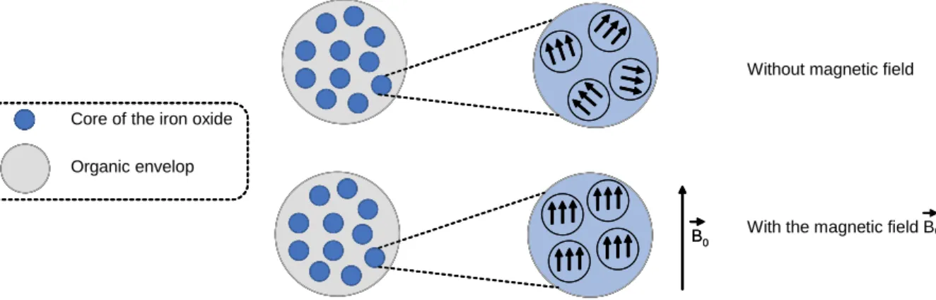 Figure 7: Magnetization of the super-paramagnetic iron oxide in the presence of a magnetic  field 