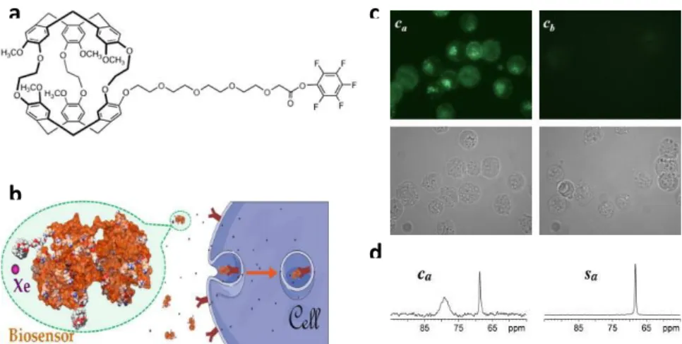 Figure 51: a) structure of the pentafluorophenol/transferrin biosensor. b) Internalization of the  biosensor