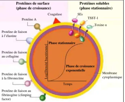 Figure 19. Expression de facteurs de virulence de Staphylococcus aureus.  