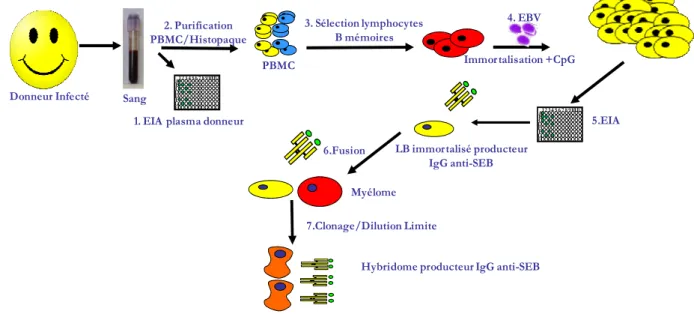 Figure  22.  Protocole  de  production  d’IgGs  anti-SEB  à  partir  de  lymphocytes  B  mémoires  d’un  donneur immunisé contre la SEB.