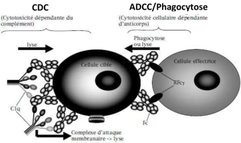 Figure 7. Les fonctions effectrices de l'anticorps. D’après (Dutertre and Teillaud, 2006)