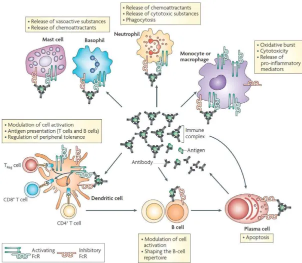 Figure 8. Activités régulatrices des complexes immuns. 
