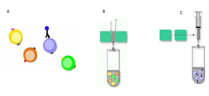 Figure 14. Principe de la purification des monocytes par tri magnétique. Extrait de chez Miltenyi Biotec