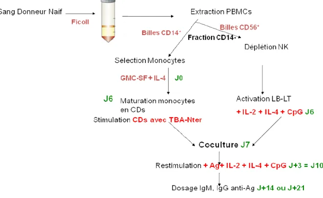Figure 15. Principe de l’immunisation in vitro par coculture de cellules. 