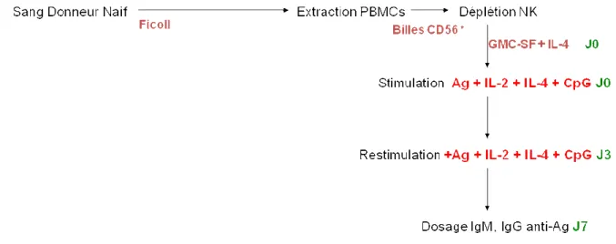 Figure  16.  Principe  de  l’immunisation  in  vitro  par  activation  des  cellules  dendritiques  dans  les  PBMCs  sans NK