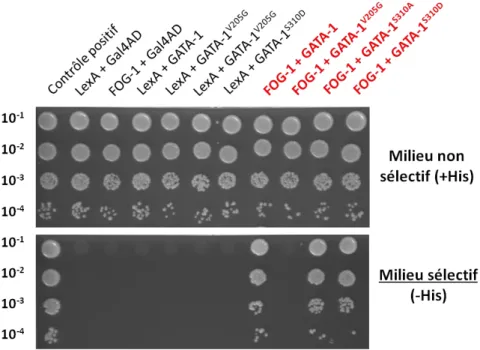 Figure 10 : Etude de l’interaction GATA-1/FOG-1 par la technique du double hybride 