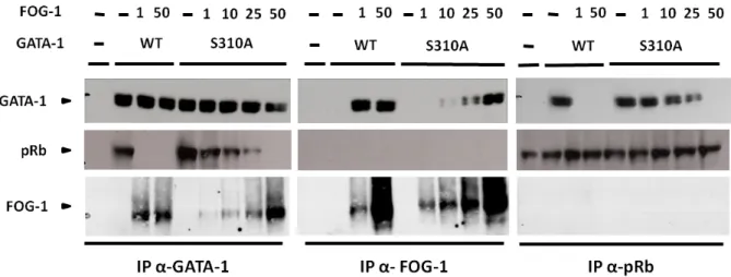 Figure 12 : L’augmentation de la quantité de FOG-1 permet la formation de complexes GATA-1-S310A/FOG-1 