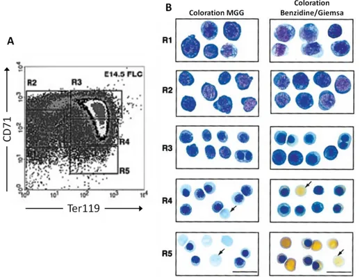 Illustration 5 : Mise en évidence des différents stades de l’érythropoïèse selon les marqueurs de surface Ter119 et CD71  chez la souris (Zhang et al., 2003) 