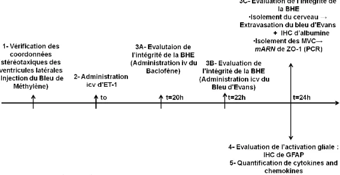 Illustration du modèle expérimental. 