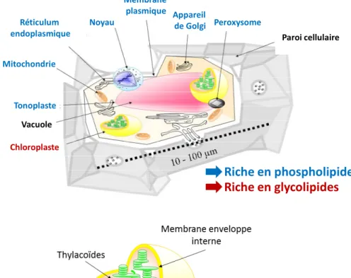 Figure I 1 : Les compartiments de la cellule végétale. A) Schéma d’une cellule végétale photosynthétique