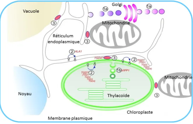 Figure B 5 : Schéma des processus de transport des lipides chez  Arabidopsis thaliana