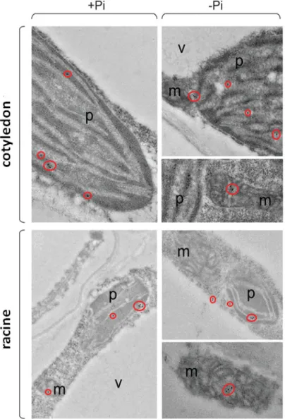 Figure B 6 : Immunolocalisation du DGDG dans les plastes et les mitochondries de cellules d’Arabidopsis