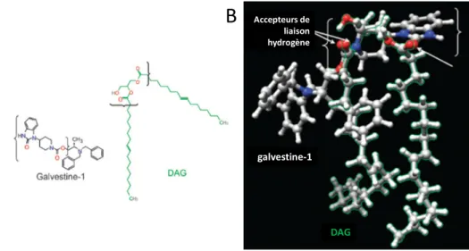 Figure  B  7 :  La  galvestine-1,  un  inhibiteur  spécifique  de  MGD1.  A)  Structures  de  la  galvestine-1  et  du  DAG
