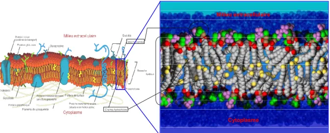 Figure 1  : Rôle des groupements acyls dans l’organisation des membranes biologiques. 