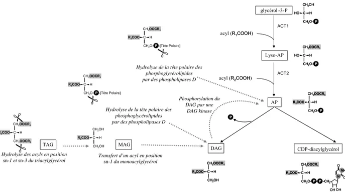 Figure 7 : Néosynthèse et voies alternatives de synthèse des précurseurs des glycérolipides