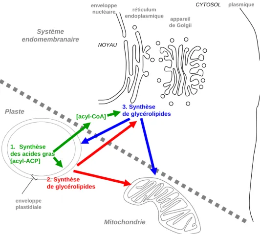 Figure 12 : Schéma général des synthèses et trafics d’acyl lipides entre les organites semi-  autonomes et les membranes du système endomembranaire